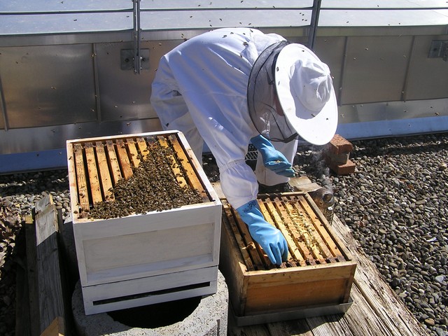 Imker beim Honigernten